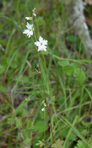 2009-04-06_2 Woodland Star Cropped1 TN.jpg - 28813 Bytes